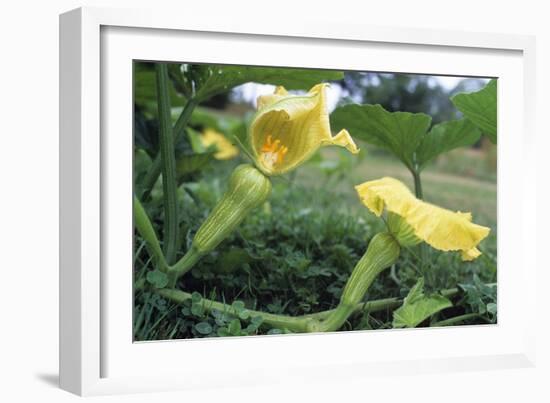 Female Butternut Squash Flowers-David Nunuk-Framed Photographic Print