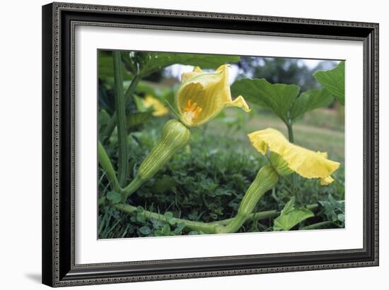 Female Butternut Squash Flowers-David Nunuk-Framed Photographic Print