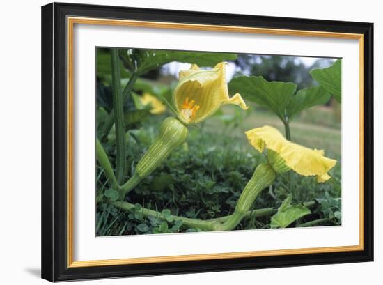 Female Butternut Squash Flowers-David Nunuk-Framed Photographic Print