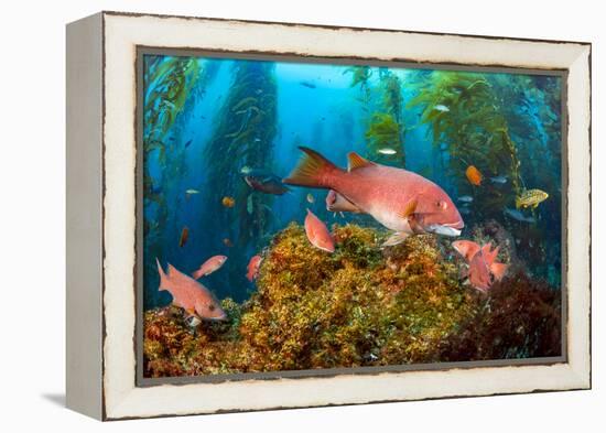 Female California sheephead in Giant kelp, California, USA-David Fleetham-Framed Premier Image Canvas