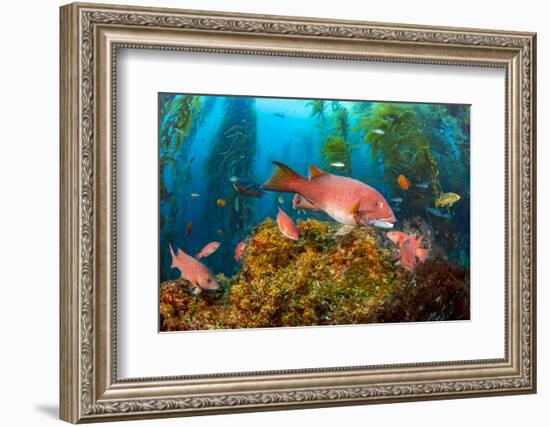 Female California sheephead in Giant kelp, California, USA-David Fleetham-Framed Photographic Print