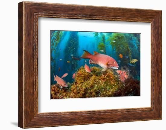 Female California sheephead in Giant kelp, California, USA-David Fleetham-Framed Photographic Print