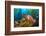 Female California sheephead in Giant kelp, California, USA-David Fleetham-Framed Photographic Print