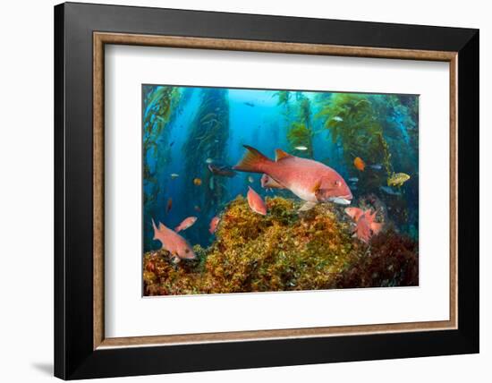 Female California sheephead in Giant kelp, California, USA-David Fleetham-Framed Photographic Print