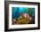 Female California sheephead in Giant kelp, California, USA-David Fleetham-Framed Photographic Print