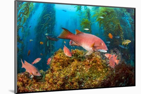 Female California sheephead in Giant kelp, California, USA-David Fleetham-Mounted Photographic Print