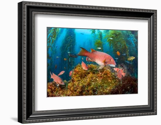 Female California sheephead in Giant kelp, California, USA-David Fleetham-Framed Photographic Print