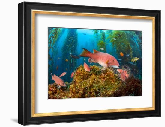 Female California sheephead in Giant kelp, California, USA-David Fleetham-Framed Photographic Print