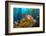 Female California sheephead in Giant kelp, California, USA-David Fleetham-Framed Photographic Print