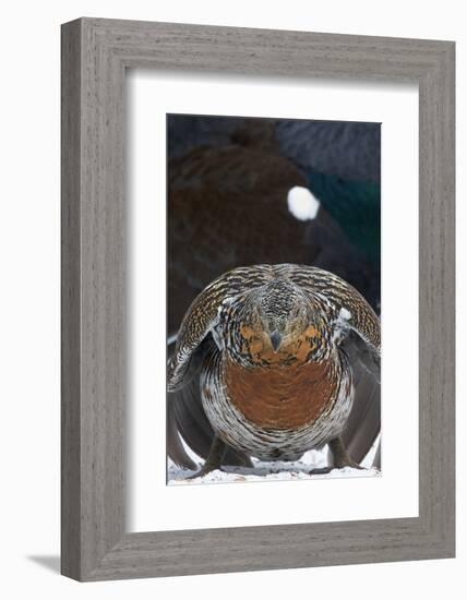 Female Capercaillie (Tetrao Urogallus) Ready to Mate, Vaala, Finland, May-Markus Varesvuo-Framed Photographic Print