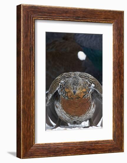 Female Capercaillie (Tetrao Urogallus) Ready to Mate, Vaala, Finland, May-Markus Varesvuo-Framed Photographic Print