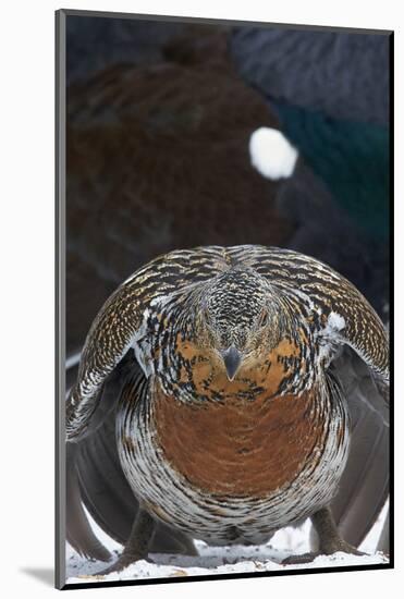 Female Capercaillie (Tetrao Urogallus) Ready to Mate, Vaala, Finland, May-Markus Varesvuo-Mounted Photographic Print