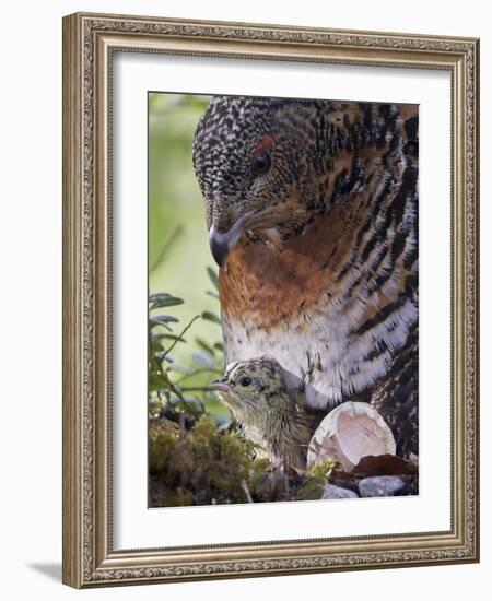 Female Capercaillie (Tetrao Urogallus) with Newly Hatched Chick on Nest, Kuhmo, Finland, June-Markus Varesvuo-Framed Photographic Print