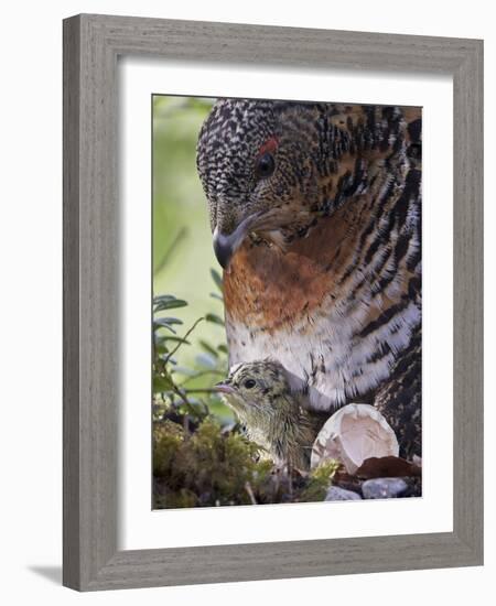 Female Capercaillie (Tetrao Urogallus) with Newly Hatched Chick on Nest, Kuhmo, Finland, June-Markus Varesvuo-Framed Photographic Print