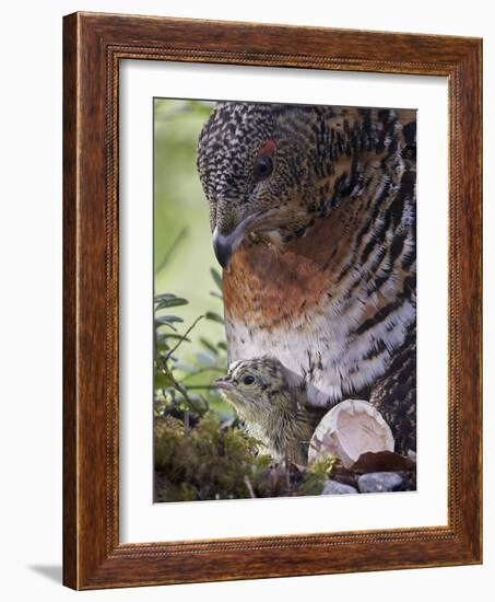 Female Capercaillie (Tetrao Urogallus) with Newly Hatched Chick on Nest, Kuhmo, Finland, June-Markus Varesvuo-Framed Photographic Print