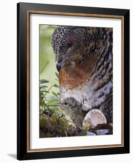 Female Capercaillie (Tetrao Urogallus) with Newly Hatched Chick on Nest, Kuhmo, Finland, June-Markus Varesvuo-Framed Photographic Print