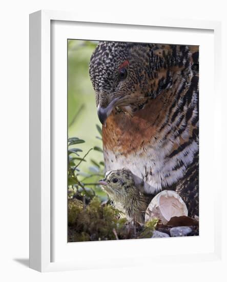 Female Capercaillie (Tetrao Urogallus) with Newly Hatched Chick on Nest, Kuhmo, Finland, June-Markus Varesvuo-Framed Photographic Print