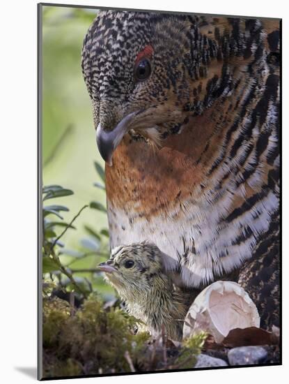 Female Capercaillie (Tetrao Urogallus) with Newly Hatched Chick on Nest, Kuhmo, Finland, June-Markus Varesvuo-Mounted Photographic Print