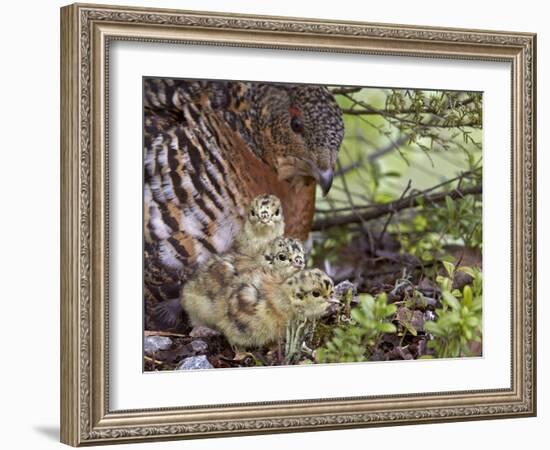 Female Capercaillie (Tetrao Urogallus) with Three Chicks, Kuhmo, Finland, June-Markus Varesvuo-Framed Photographic Print