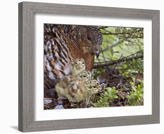 Female Capercaillie (Tetrao Urogallus) with Three Chicks, Kuhmo, Finland, June-Markus Varesvuo-Framed Photographic Print