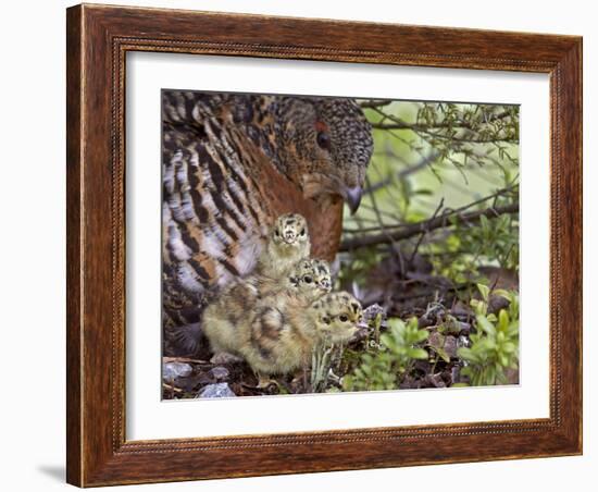 Female Capercaillie (Tetrao Urogallus) with Three Chicks, Kuhmo, Finland, June-Markus Varesvuo-Framed Photographic Print