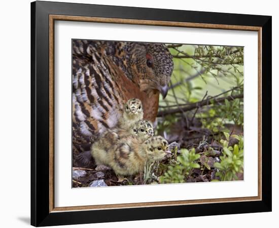 Female Capercaillie (Tetrao Urogallus) with Three Chicks, Kuhmo, Finland, June-Markus Varesvuo-Framed Photographic Print