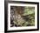 Female Capercaillie (Tetrao Urogallus) with Three Chicks, Kuhmo, Finland, June-Markus Varesvuo-Framed Photographic Print