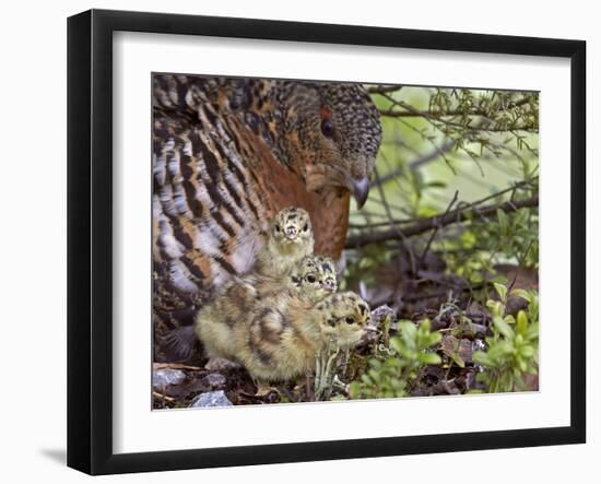 Female Capercaillie (Tetrao Urogallus) with Three Chicks, Kuhmo, Finland, June-Markus Varesvuo-Framed Photographic Print