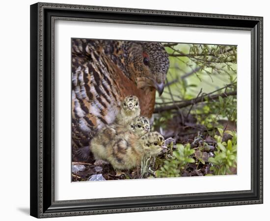 Female Capercaillie (Tetrao Urogallus) with Three Chicks, Kuhmo, Finland, June-Markus Varesvuo-Framed Photographic Print