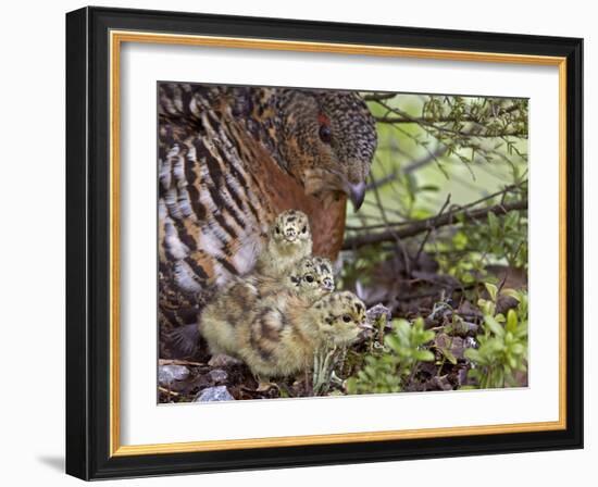 Female Capercaillie (Tetrao Urogallus) with Three Chicks, Kuhmo, Finland, June-Markus Varesvuo-Framed Photographic Print