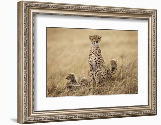 Female Cheetah with Cubs in Tall Grass-Paul Souders-Framed Photographic Print