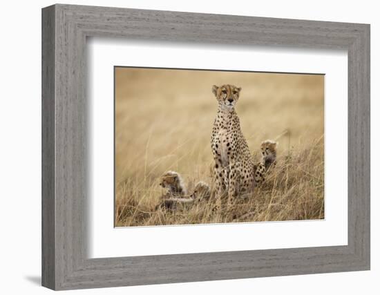 Female Cheetah with Cubs in Tall Grass-Paul Souders-Framed Photographic Print