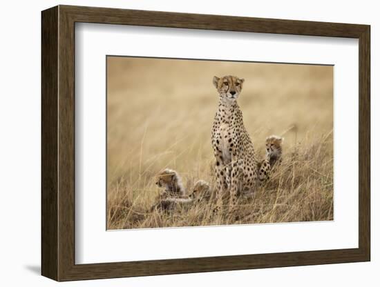 Female Cheetah with Cubs in Tall Grass-Paul Souders-Framed Photographic Print