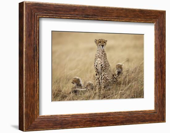 Female Cheetah with Cubs in Tall Grass-Paul Souders-Framed Photographic Print