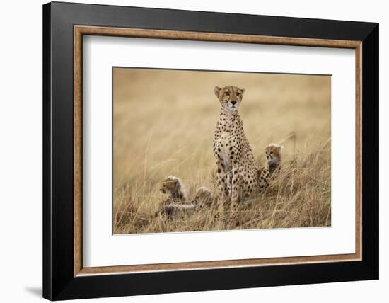 Female Cheetah with Cubs in Tall Grass-Paul Souders-Framed Photographic Print