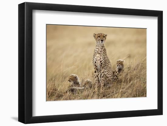 Female Cheetah with Cubs in Tall Grass-Paul Souders-Framed Photographic Print