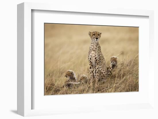 Female Cheetah with Cubs in Tall Grass-Paul Souders-Framed Photographic Print