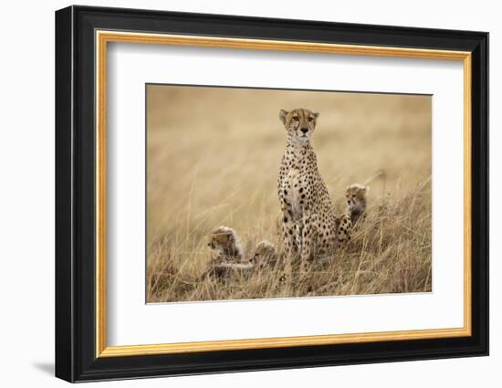 Female Cheetah with Cubs in Tall Grass-Paul Souders-Framed Photographic Print