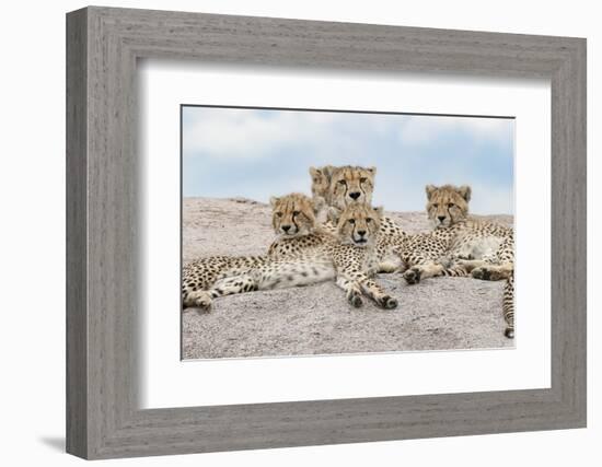 Female cheetah with five large cubs on kopje, Serengeti National Park, Tanzania, Africa-Adam Jones-Framed Photographic Print