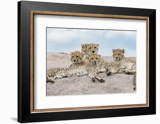 Female cheetah with five large cubs on kopje, Serengeti National Park, Tanzania, Africa-Adam Jones-Framed Photographic Print