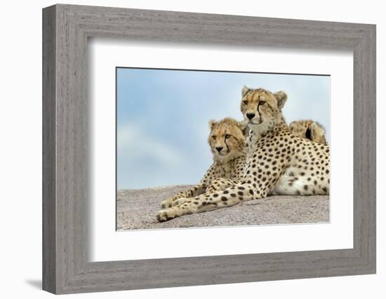 Female cheetah with five large cubs on kopje, Serengeti National Park, Tanzania, Africa-Adam Jones-Framed Photographic Print