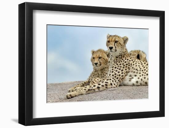 Female cheetah with five large cubs on kopje, Serengeti National Park, Tanzania, Africa-Adam Jones-Framed Photographic Print