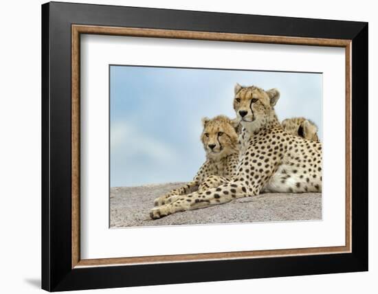 Female cheetah with five large cubs on kopje, Serengeti National Park, Tanzania, Africa-Adam Jones-Framed Photographic Print