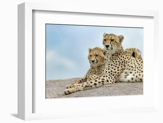 Female cheetah with five large cubs on kopje, Serengeti National Park, Tanzania, Africa-Adam Jones-Framed Photographic Print