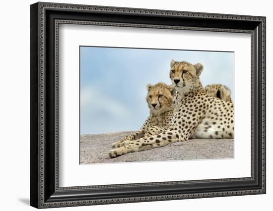 Female cheetah with five large cubs on kopje, Serengeti National Park, Tanzania, Africa-Adam Jones-Framed Photographic Print