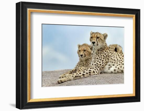 Female cheetah with five large cubs on kopje, Serengeti National Park, Tanzania, Africa-Adam Jones-Framed Photographic Print