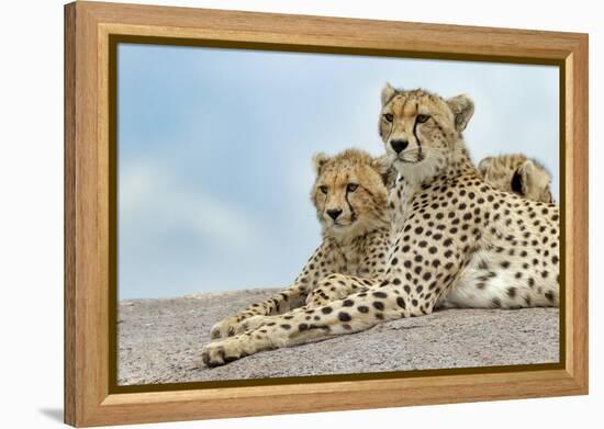 Female cheetah with five large cubs on kopje, Serengeti National Park, Tanzania, Africa-Adam Jones-Framed Premier Image Canvas