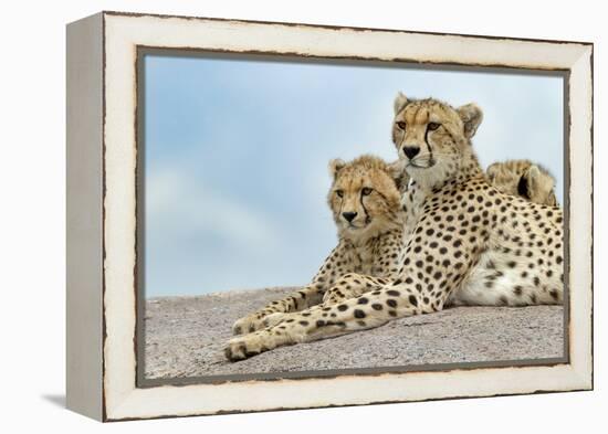 Female cheetah with five large cubs on kopje, Serengeti National Park, Tanzania, Africa-Adam Jones-Framed Premier Image Canvas