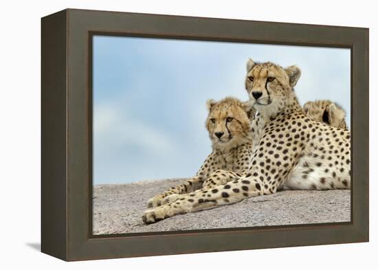 Female cheetah with five large cubs on kopje, Serengeti National Park, Tanzania, Africa-Adam Jones-Framed Premier Image Canvas