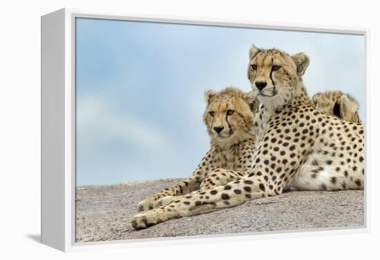 Female cheetah with five large cubs on kopje, Serengeti National Park, Tanzania, Africa-Adam Jones-Framed Premier Image Canvas